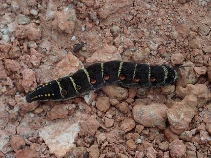 Theretra oldenlandiae